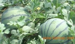 山东两位网红吃瓜视频曝光,揭秘娱乐圈惊人内幕